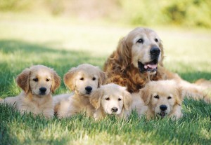 1362_-_Golden_Retriver_with_Puppies_100_pc_.jpg